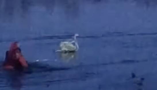 В Киеве спасатель провалился под лед, спасая травмированного лебедя