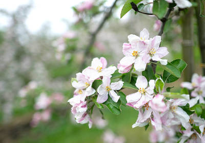 Прогноз погоды в Украине на 19-20 апреля: где будет солнечно, а где задождит