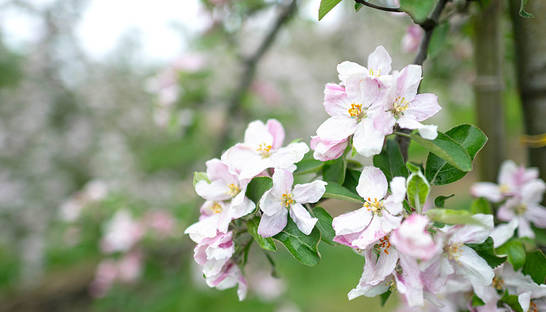 Прогноз погоды в Украине на 19-20 апреля: где будет солнечно, а где задождит