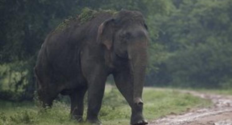 Британское правительство запретило продавать слонов в зоомагазинах