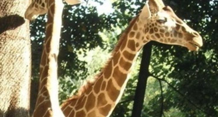 В киевском зоопарке умер жираф