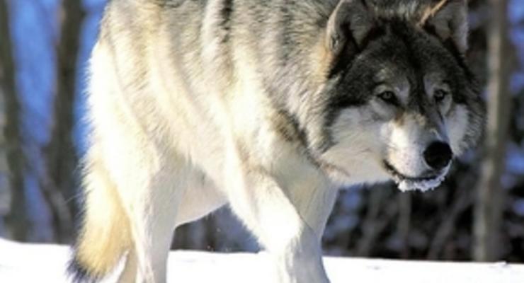 В Херсонской области появились опасные стаи волков