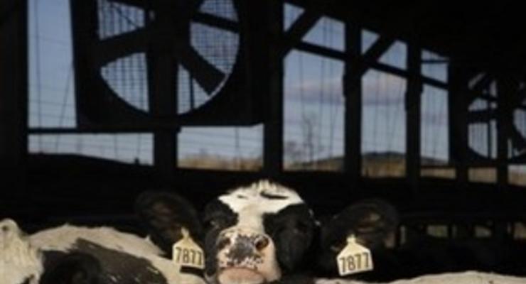 Ученые имитировали стадо коров для изучения выбросов метана