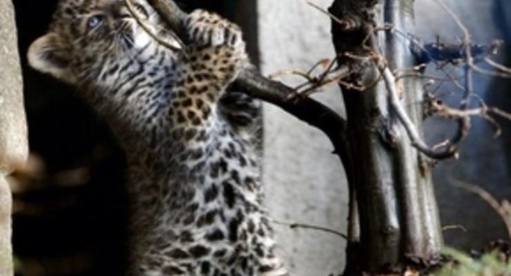 В парижском зоопарке родились два редкостных леопарда