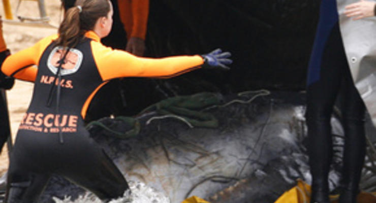 В Австралии на берег выбросились киты – выжило пять животных