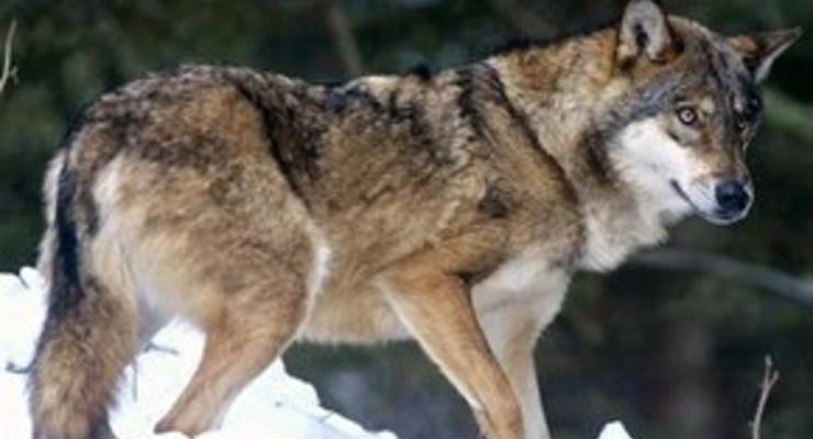 В грузинской деревне нескольких человек покусали волки