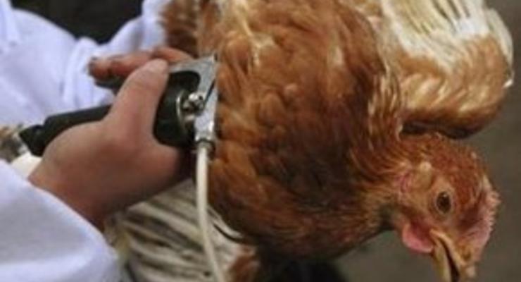 Птичий грипп зафиксирован в Канаде