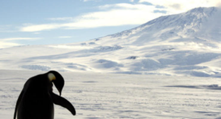 Появилась угроза для популяции императорских пингвинов