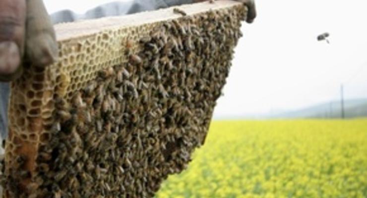 Пчелы оказались способными распознавать человеческие лица