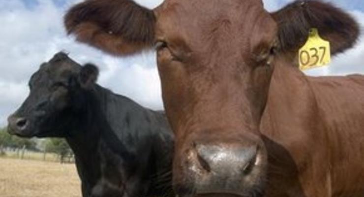 Британские ученые: Корова с именем дает больше молока