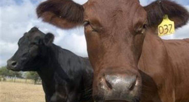 Житель Нидерландов скончался от коровьего бешенства