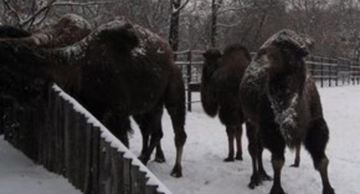 На украинской границе замерзают российские верблюды