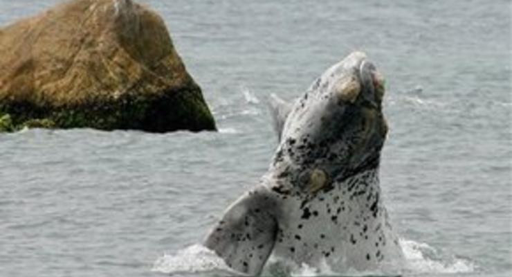 Спасите Вилли: Сегодня отмечают Всемирный день кита