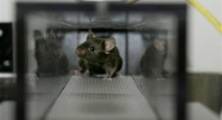 Лабораторной мыши исполнилось 100 лет