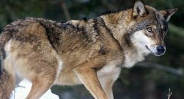 В Киеве поймали волка