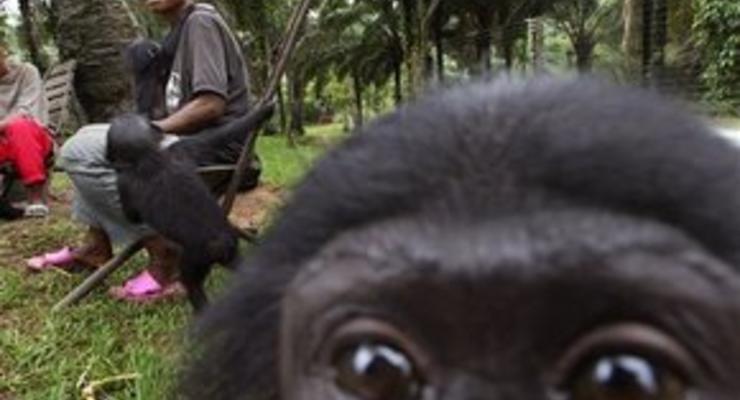 У обезьян обнаружили альтернативные GPS-навыки