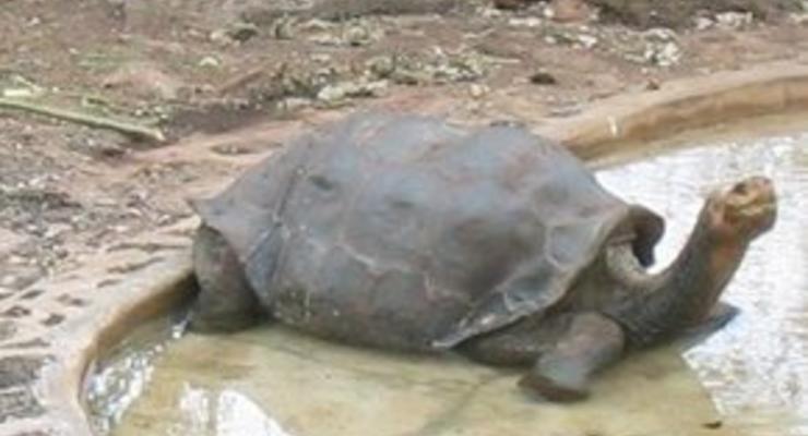 Британский принц Чарльз проведает последнюю гигантскую галапагосскую черепаху