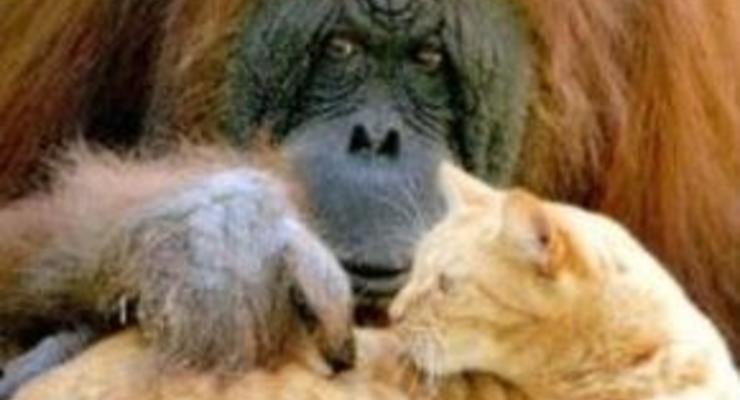 Скончался старейший в США орангутан, живший с котом