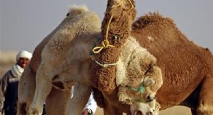 Семье убитого сотрудника ООН предоставят 100 верблюдиц в качестве компенсации