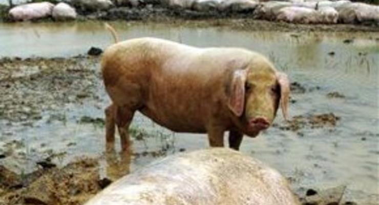 Полсотни свиней парализовали движение в Пекине