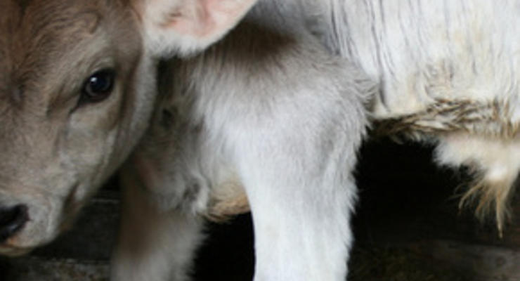 В Казахстане родился двухголовый теленок с тремя ушами