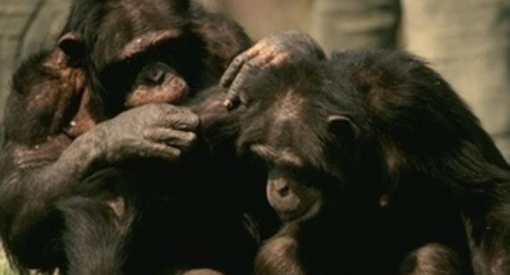 Шимпанзе делятся с самками мясом в обмен на секс