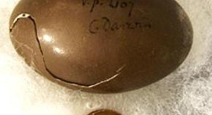 Обнаружено единственное яйцо из коллекции Дарвина