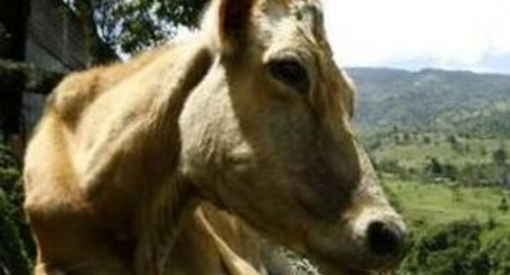 Конфликт из-за коров на африканском рынке: 20 погибших