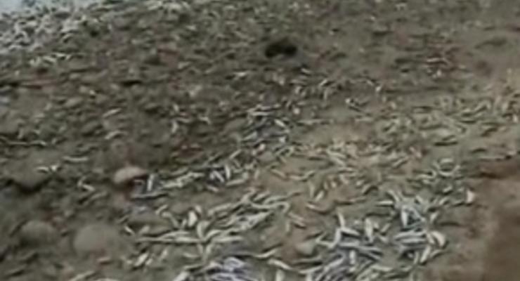 У побережья Чили произошла загадочная массовая гибель сардин