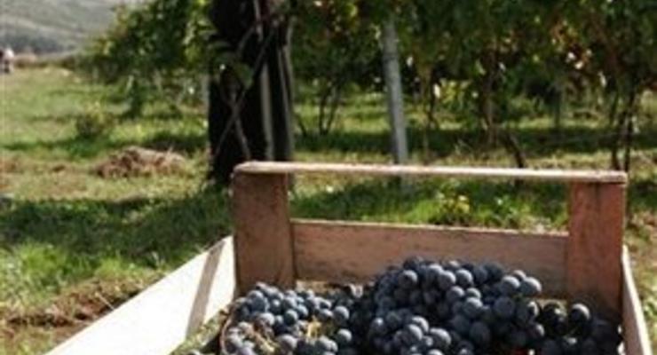 В Кабмине намерены установить минимальную цену на дешевое вино