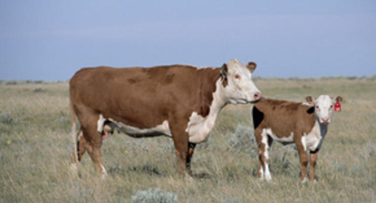 По истечении шести лет ученым удалось расшифровать геном коровы