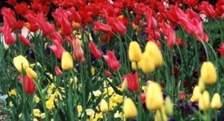 В Крыму зацвело самое большое в мире поле тюльпанов