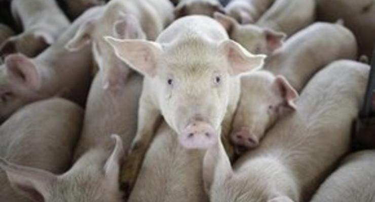 Эксперты: Свиньи не являются распространителями вируса H1N1