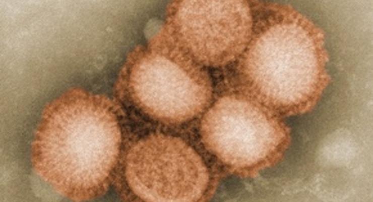 Литва и Нидерланды пополнили список стран, в которых зафиксирован свиной грип