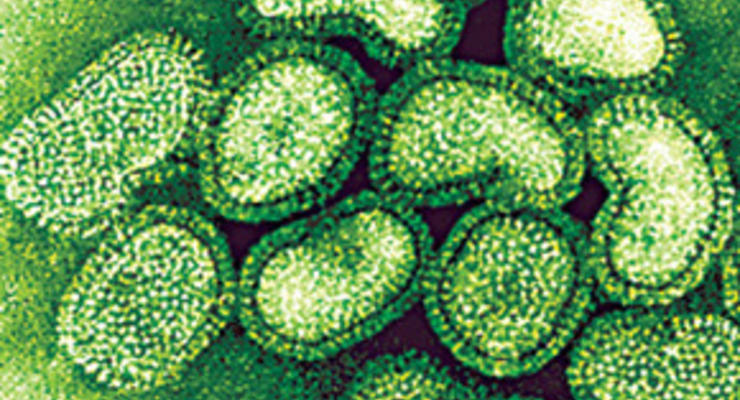 Зафиксирован первый случай передачи вируса H1N1 в Германии