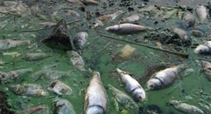 В Черкасской области массово гибнет рыба