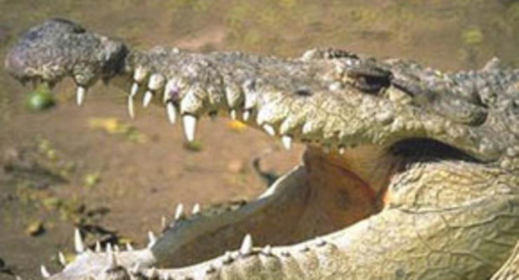 Японец выбросил на улицу крокодила из-за кризиса
