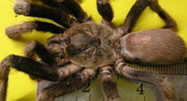 Австралийский город наводнили гигантские пауки, один укус которых убивает собаку