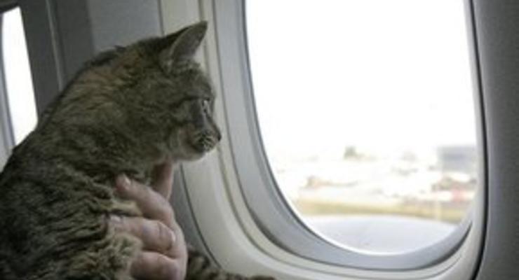 Британский суд отменил депортацию боливийца из-за кошки