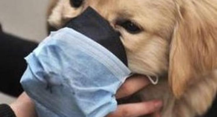 В США впервые зарегистрирован случай заболевания гриппом H1N1 домашней собаки