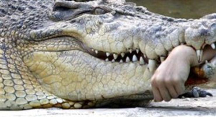 В Московском цирке крокодил укусил служащего