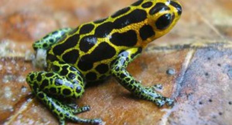 Ученые объяснили, почему перуанские ядовитые лягушки не изменяют друг другу