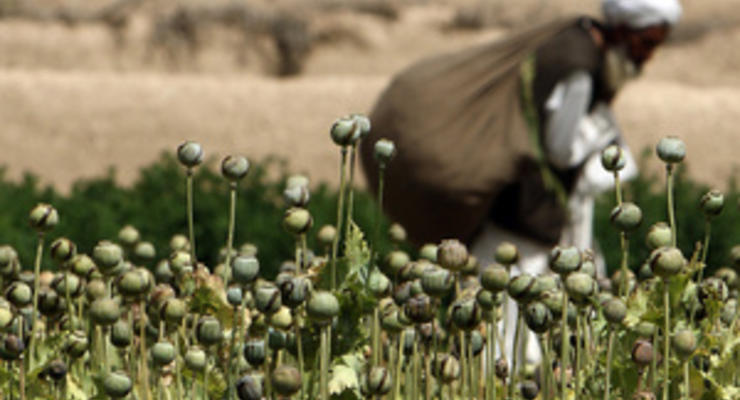 ООН зафиксировала рекордную урожайность опийного мака в Афганистане