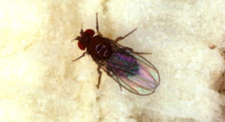Ученые обнаружили у мух автопилот