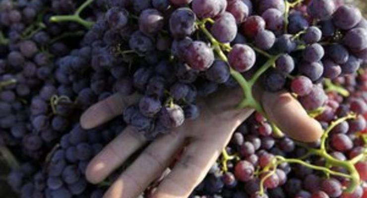 Зимние морозы: урожай винограда может сократиться вдвое