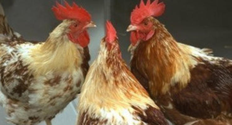 Британские ученые раскрыли загадку цыплят-гермафродитов