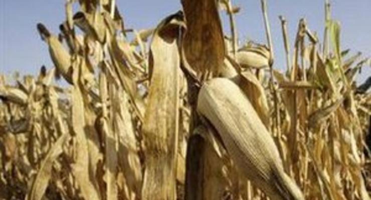 В Италии отказались выращивать генетически модифицированную кукурузу