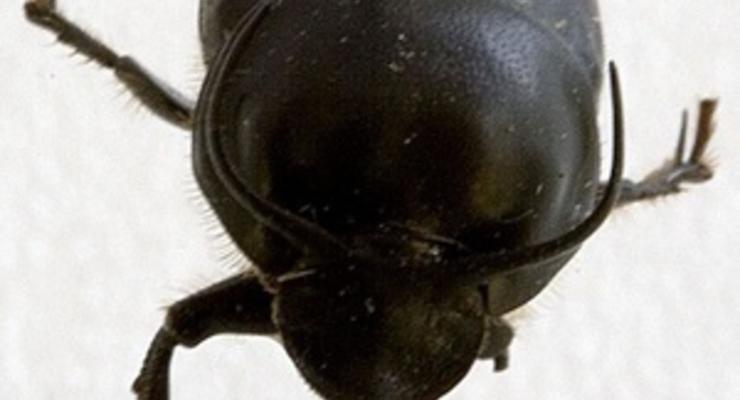 Ученые назвали самое сильное в мире насекомое