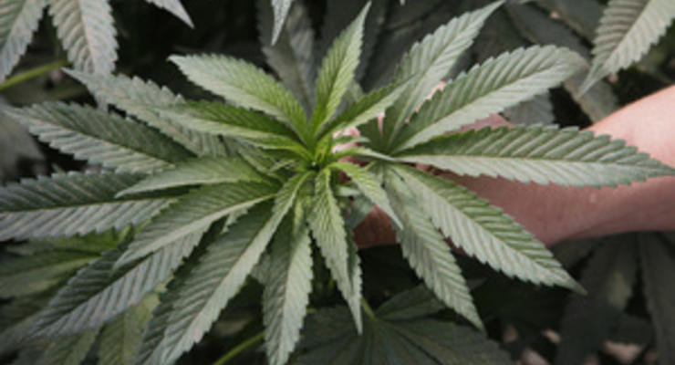 В Калифорнии пройдет референдум о легализации марихуаны