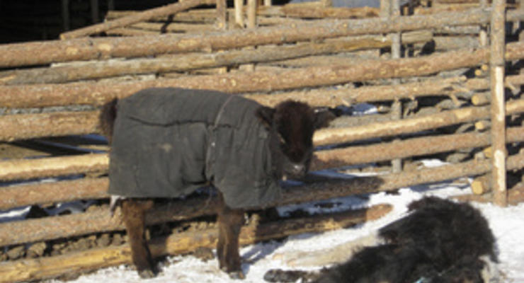 Красный крест просит мир помочь Монголии, страдающей от аномальных холодов